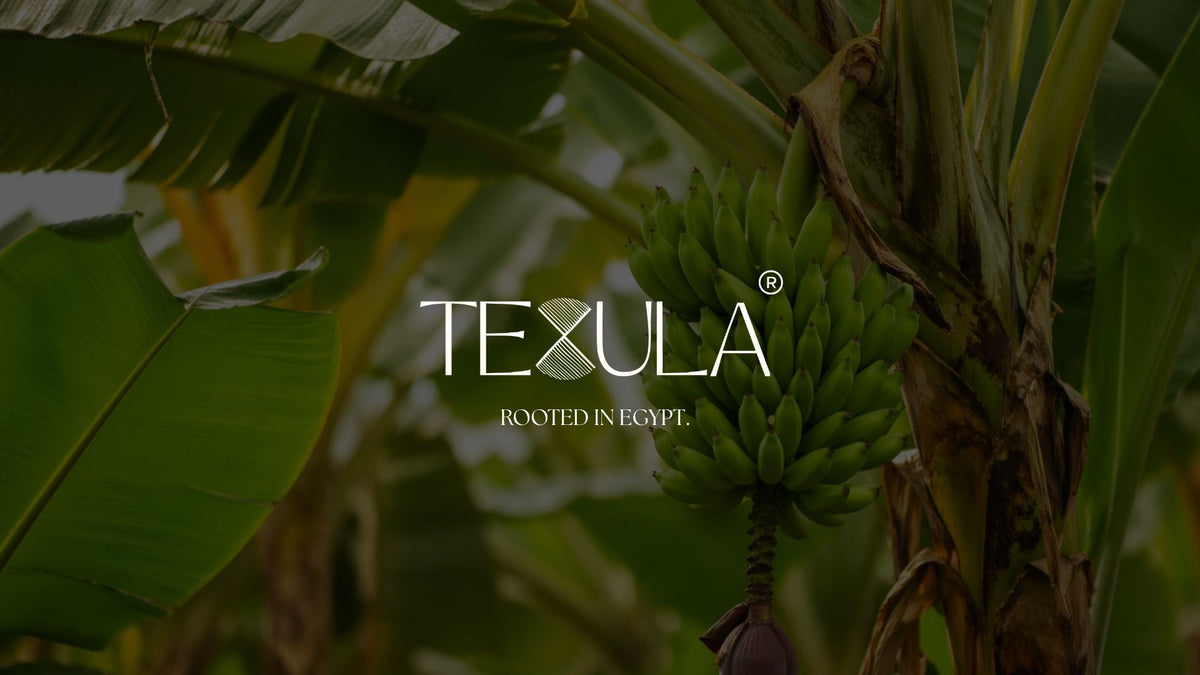 Bananas growing on a tree with Texula logo overlay